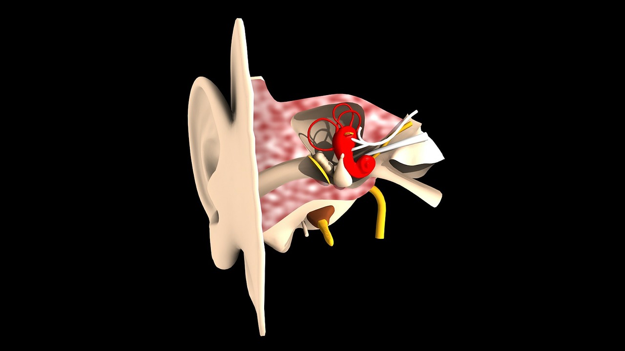 Figure of the ear
